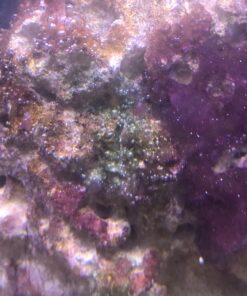 Chemi-Clean - 2 g 2g 61 B1o8Z3hJcnS