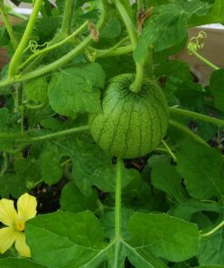 Heirloom Fruit Seeds- Non Hybrid- Real Survival Seeds. Honeydew Green Melon, Banana Melon, Honey Rock Cantaloupe, Watermelon Crimson Sweet, Sugar Baby Watermelon Seeds, Hales Best Jumbo Melon,Non GMO 33 B1pxkkCnTPS