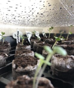 Certified Organic Vegetable Seeds for Planting Outdoors - 13 Seed Variety Pack of Veggie Heirloom Seeds Non GMO Organic Non Hybrid Open Pollinated for Home Garden - Tomato, Broccoli, Carrots, Fruit 44 B1qCchKixkS