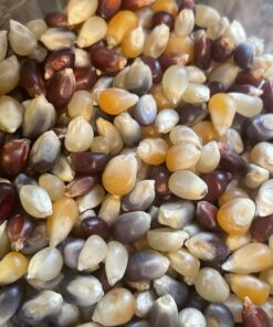 Amish Country Popcorn | 6 lb Bag | Rainbow Popcorn Kernels | Old Fashioned, Non-GMO and Gluten Free (Rainbow - 6 lb Bag) 6 Pound (Pack of 1) 32 B1qVSrj1EUS