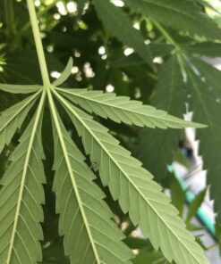 Green Lacewing Eggs - 10,000 Live Eggs Packed in Rice Hulls 23 B1roMNzhNFS