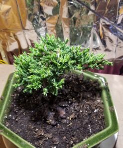 Dyna-Gro BON-008 8 oz Bonsai-Pro Liquid Plant Food, Yellow 19 B1sH9vFRv4S