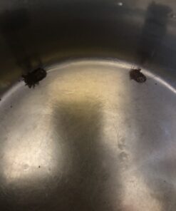 Harris Roach Tablets, Boric Acid Roach Killer with Lure for Insects (4oz, 96 Tablets) 4 oz 47 B1t5rjgRHlS