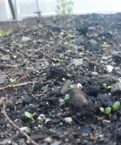 Seed Needs, Large 2.1 Ounce Package of 30,000+ Dazzling Blue Wildflower Seeds for Planting (99% Pure Live Seed Butterfly Attracting Wildflower Mixture - NO Filler) - Bulk 35 B1tgQJVlU2S