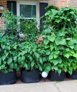 VIVOSUN 5-Pack 15 Gallon Plant Grow Bags, Heavy Duty Thickened Nonwoven Fabric Pots with Handles Black 15 Gallons 40 B1tsVHFIGjS