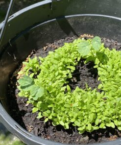 90,000 Wildflower Seeds - 3oz Pure Wild Flower Seed Pack - 25 Variety - Perennial Flower Seeds for Attracting Birds & Butterflies - Open Pollinated, Flower Garden Seeds for Planting Outdoors Perennial (3oz) 55 B1tz0MjC8JS