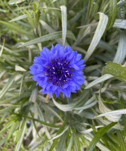 Seed Needs, Large 2.1 Ounce Package of 30,000+ Dazzling Blue Wildflower Seeds for Planting (99% Pure Live Seed Butterfly Attracting Wildflower Mixture - NO Filler) - Bulk 49 B1ubdEyPOXS