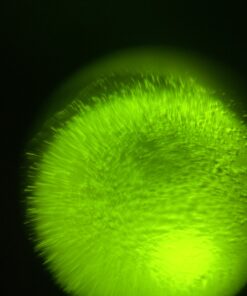 Fairhaven Health Fertile Focus Ovulation Test Kit - Women's Fertility Tracker and Predictor - 3 Days in Advance - Ovulation Kit - Accurate, Reusable Home Saliva Test - Results in Five Minutes 41 B1uwWEI0eNS