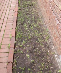 Cosmos Seeds Wildflower Mixture - Bulk 1 Ounce Packet - Over 5,000 Seeds - Pink, Yellow, Orange, Red, Purple and White Mixed Species! 1 Ounce Pouch 54 B1v6xwDKexS