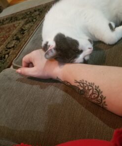 FELIWAY Classic Cat Calming Pheromone Travel Spray (20 mL) 1.8"L x 1.8"W x 3.8"Th 29 B1vbvZ8UyaS