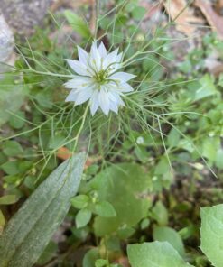 Seed Needs, Large 2.1 Ounce Package of 30,000+ Dazzling Blue Wildflower Seeds for Planting (99% Pure Live Seed Butterfly Attracting Wildflower Mixture - NO Filler) - Bulk 50 B1wTzQGeZS