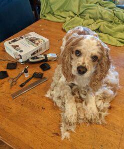 Maxshop Dog Grooming Kit, Low Noise Rechargeable Dogs Shaver Clippers Electric Quiet Dog Hair Trimmer for Dogs and Cats with Comb Guides Scissors Nail Kits (Gold Black) Gold Black 55 B1x5RxyFoGS