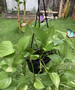 Teenitor 40 Pcs Butterfly Stakes, 5 Different Size Garden Ornaments Patio Decor Butterfly Party Supplies Outdoor Yard Stakes Decorative 1 1.7/2.7/3.5/4.8/5.9inch 44 B1xEjmyzCPS