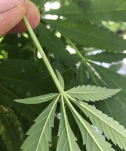 Green Lacewing Eggs - 10,000 Live Eggs Packed in Rice Hulls 24 B1xaav9ppCS