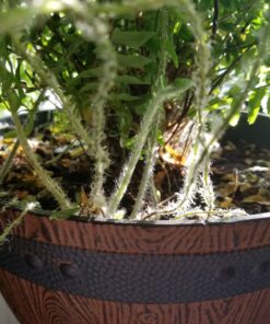 Jobe’s 05101, Fertilizer Spikes, For Fern & Palm, 30 Spikes 31 B1zZg2t2hRS