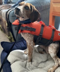 Outward Hound Granby Splash Orange Dog Life Jacket, Small Granby (Flotation) Small (Chest Girth: 16"-20") 44 B1zt39X2g9S