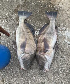 KastKing Centron & Centron Lite Spinning Reels, Size 500 is Perfect for Ice Fishing, Up to 17.5Lbs Max Drag, 5.2:1 Gear Ratio, Ultra Smooth Powerful, CNC Aluminum Spool, 9+1 BB Light Weight Centron Lite - Collapsible Handle Size 5000 43 C1 4Zj2QTvS