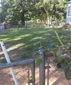 BLACK+DECKER String Trimmer with Auto Feed, Electric, 6.5-Amp, 14-Inch (BESTA510) 32 C1 MPawbMS