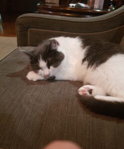 FELIWAY Classic Cat Calming Pheromone Travel Spray (20 mL) 1.8"L x 1.8"W x 3.8"Th 30 C1 huToxl4S