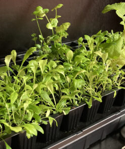 Burpee Self-Watering Seed Starter Tray, 72 Cells 72 Cell Self-Watering Starter 41 C1 uJC7f7wS