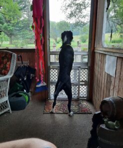 UPGRADED Q6 Rechargeable Bark Collar - Smart Barking Detection Module w/Triple Stop Anti-False Modes: Beep/Vibration/Shock for Small, Medium, Large Dogs & Breeds - IPx7 Waterproof (15-120 LBS) 42 C10bjSIBFhS