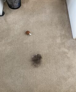 FURemover Original Indoor Pet Hair Rubber Broom and Pet Hair Remover Lint Brush Set, Colors May Vary FURemover Broom and Brush Combo 37 C10ynoJ NQS