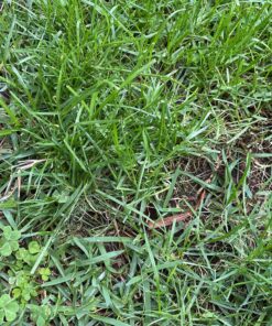 Scotts EZ Seed Dog Spot Repair Sun and Shade - 2 Lb., Mulch, Seed and Soil Amendment with Protectant and Tackifier, Repairs Pet Spots 2 lb. 1 Pack 52 C12BnaTe2S