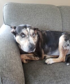 UGREEN 3.5mm Audio Cable Stereo Aux Cord 90 Degree Right Angle, Compatible with Beats iPhone iPod iPad Tablets Speakers 24K Gold Plated Male to Male Black 1.5FT 28 C15qXV4 2fS