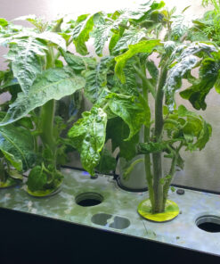 AeroGarden Red Heirloom Cherry Tomato Seed Pod Kit for AeroGarden Hydroponic Indoor Garden, 6-Pod 53 C19X3c7J9jS