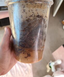 Josh's Frogs Producing Flightless Drosophila Hydei Fruit Fly Culture Black 22 C19peb7LpZS