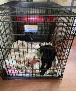 MidWest Homes for Pets Large Dog Crate | MidWest Life Stages Double Door Folding Metal Crate | Divider Panel, Floor Protecting Feet, Leak-Proof Pan | 42L x 28W x 31H Inches For Large Dog Breed 42.0"L x 28.0"W x 30.0"H Lifestages; Double Door 44 C19sW3AKYqS