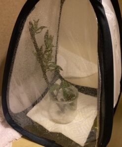 RESTCLOUD Mini Butterfly Habitat, Insect Mesh Cage, Bug Terrarium Pop Up 7.5" x 11" Tall 7.5" x 11" 27 C1BAq7vxJSS