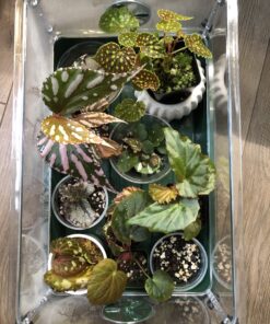 EarlyGrow 93763 Medium Seed and Herb Domed Propagator with Vented Side Height Extension, Extender, Green Medium with Side Extender 44 C1C4nw1224S