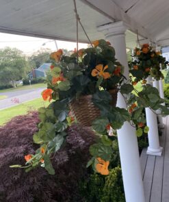 Nearly Natural 6025 22in. Nasturtium Silk Hanging Basket,Gold,29" x 10.25" x 10.25" 26 C1C9X09CdrS