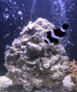 Chemi-Clean - 2 g 2g 63 C1CL5wn0q4S