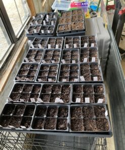 10 Plant Growing Trays (No Drain Holes) - 20" x 10" - Perfect Garden Seed Starter Grow Trays: for Seedlings, Indoor Gardening, Growing Microgreens, Wheatgrass & More - Soil or Hydroponic Black No drain holes 45 C1CSY5NweZS