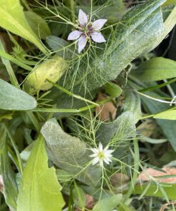 Seed Needs, Large 2.1 Ounce Package of 30,000+ Dazzling Blue Wildflower Seeds for Planting (99% Pure Live Seed Butterfly Attracting Wildflower Mixture - NO Filler) - Bulk 51 C1ClaVGZJS