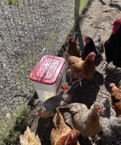 Harris Farms 1000310 Cup-A-Water, 4 Gallon Poultry Drinker, RED 13 C1DNJGWqHsS