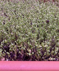 90,000 Wildflower Seeds - 3oz Pure Wild Flower Seed Pack - 25 Variety - Perennial Flower Seeds for Attracting Birds & Butterflies - Open Pollinated, Flower Garden Seeds for Planting Outdoors Perennial (3oz) 63 C1DdieRQfXS 4