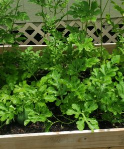 Heirloom Fruit Seeds- Non Hybrid- Real Survival Seeds. Honeydew Green Melon, Banana Melon, Honey Rock Cantaloupe, Watermelon Crimson Sweet, Sugar Baby Watermelon Seeds, Hales Best Jumbo Melon,Non GMO 34 C1Dpug97qS