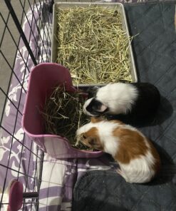 Oxbow Animal Health Western Timothy Hay - All Natural Hay for Rabbits, Guinea Pigs, Chinchillas, Hamsters & Gerbils-Veterinarian Recommended- Digestive & Dental Health- Grown in the USA- 9lb. 9 Pound (Pack of 1) 44 C1HZjbbxe3S