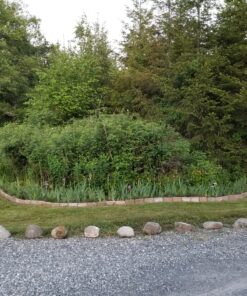 Greenworks 40V Cordless String Trimmer and Leaf Blower Combo Kit, 2.0Ah Battery and Charger Included 12" Trimmer + Blower (2.0Ah) 41 C1JpD1MLrzS