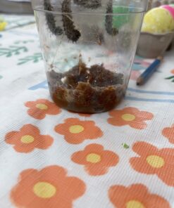 Insect Lore 5 Live Caterpillars Cup of Caterpillars Butterfly Kit Refill - Plus Butterfly Life Cycle Stages Toy Figurines - Shipped Now 69 C1N8yuI77wS