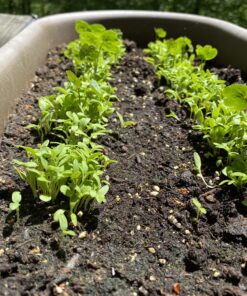 90,000 Wildflower Seeds - 3oz Pure Wild Flower Seed Pack - 25 Variety - Perennial Flower Seeds for Attracting Birds & Butterflies - Open Pollinated, Flower Garden Seeds for Planting Outdoors Perennial (3oz) 56 C1NfKXsNjMS