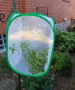 Trasfit Pop-up Insect and Butterfly Habitat Cage Terrarium - 24 Inches Tall 62 C1PdNJh7ezS