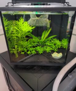 Staurogyne Repens Tissue Cultured - Foreground Aquarium Plant 63 C1Q6AlN1MpS