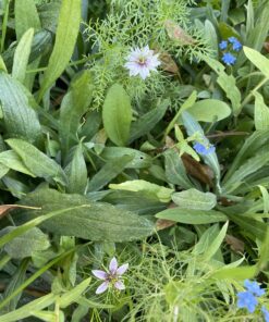 Seed Needs, Large 2.1 Ounce Package of 30,000+ Dazzling Blue Wildflower Seeds for Planting (99% Pure Live Seed Butterfly Attracting Wildflower Mixture - NO Filler) - Bulk 52 C1Q7KthXLMS