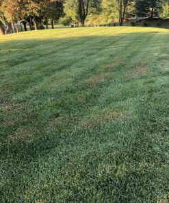 Select Source Quinclorac 75 Herbicide - 1 Pound (Drive 75, Quinstar) by 18 C1QLwtYau7S