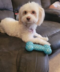 Adams Plus Flea & Tick Shampoo with Precor for Cats, Kittens, Dogs & Puppies Over 12 Weeks Of Age Sensitive Skin Flea Treatment | Kills Adult Fleas, Flea Eggs, Ticks, and Lice 12 Ounces Shampoo Only 44 C1R9L0VsXQS 1