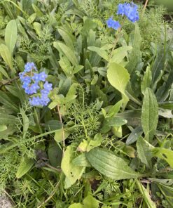 Seed Needs, Large 2.1 Ounce Package of 30,000+ Dazzling Blue Wildflower Seeds for Planting (99% Pure Live Seed Butterfly Attracting Wildflower Mixture - NO Filler) - Bulk 53 C1RITgNfsS